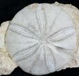Jurassic Sea Urchin (Clypeus plotti) - England #22103-1